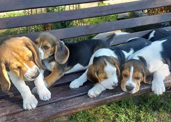 Szczeniaki beagle tricolor