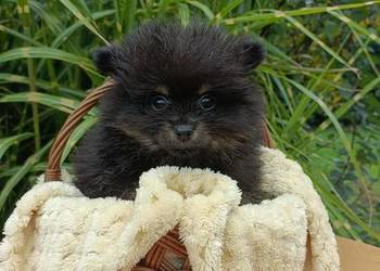 Wzorcowy Mały szpic o wyjątkowy umaszczeniu Black and tan rodzice FCI