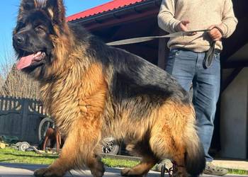 Owczarek niemiecki długowłosy gotowe do odbioru