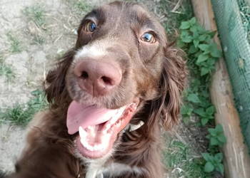 Pies roczny czekoladowe umaszczenie  cocker spaniel