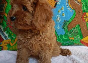 Cavapoo f1b