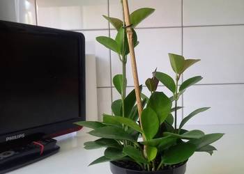 Hoya australis gęsta sadzonka