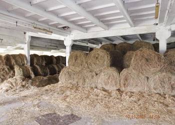 Siano pod dachem 2025