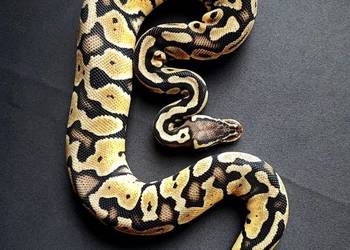 Wąż Pyton królewski ♀ Pastel, Clizmo {het. Clown, het.Gizmo} Python Regius