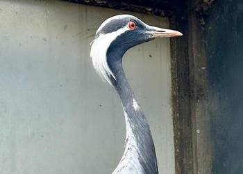 Żuraw stepowy grus virgo samiec samica para