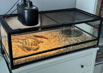 Żółw Grecki + Terrarium