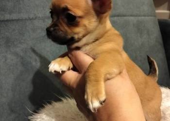 Biszkoptowa chihuahua