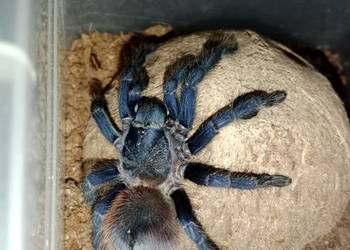 Ptasznik Lasiocyano (ex.pterinopelma) sazimai ok 4dc