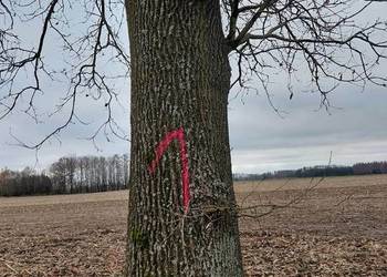 Sprzedam dąb – drzewo na pniu