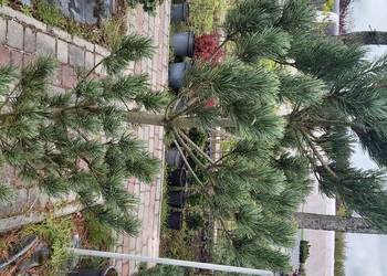 Sosna drobnokwiatowa Glauca