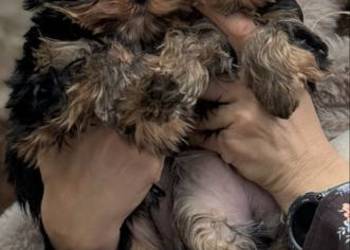 Hodowla Edi Stars- ZKwP/FCI Yorkshire Terrier z Prawdziwym Rodowodem !