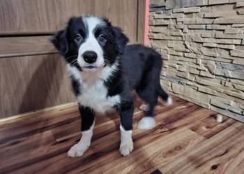 Border Collie szczeniaki inteligentne