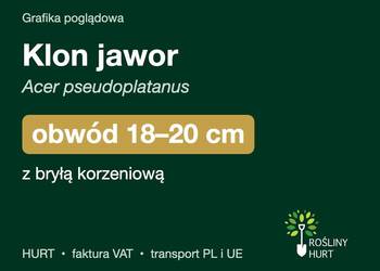 Klon jawor (Acer pseudoplatanus) obwód 18-20 cm, z bryłą – HURT