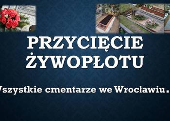 Ile kosztuje przycięcie gałęzi tui na cmentarzu we Wrocławiu, cennik.