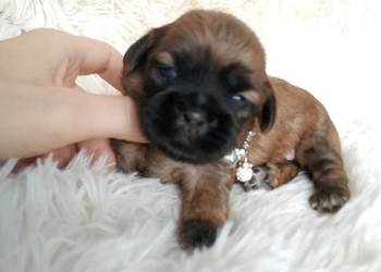 Śliczny piesek rasy Shih-Tzu