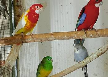 Papugi rozelle białolice, nimfy, świergotki, aleksandretta