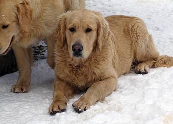 Golden retriever 8 miesięczne