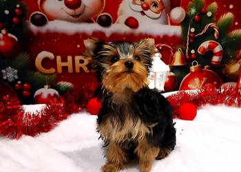 York szczenięta po Championach z rodowodem hodowla Yorkshire Terrier 30lat