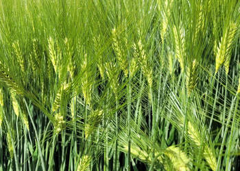 Jęczmień ozimy RGT Mela wielorzędowy Top Farms