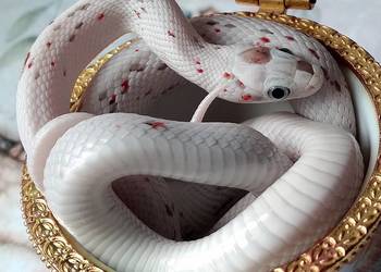 Wąż zbożowy, węże zbożowe - PALMETTO - niebieskookie