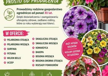 KWIATY BALKONOWE Prosto od producenta