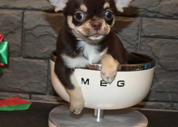 Szczeniaki Chihuahua