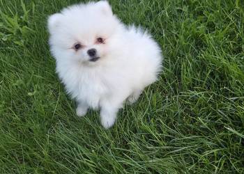 Szpic miniaturowy pomeranian zwkp fci szczeniaki