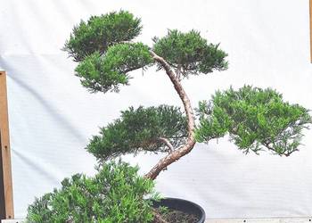 Bonsai Niwaki jałowiec