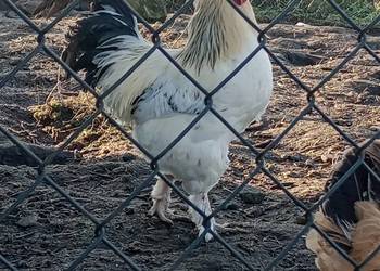 sprzedam ładnego koguta