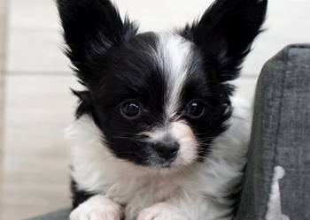 suczka papillon ZKwP FCI spaniel miniaturowy