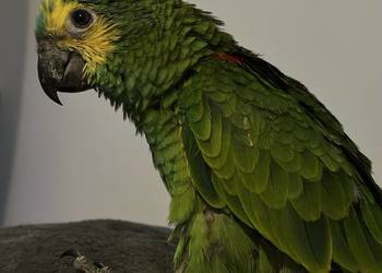 Amazonka niebieskoczelna - ręcznie karmiona oswojona