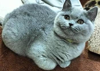 Śliczna Xantia  Rodowód Międzynarodowy