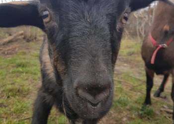 Koziołek z kwietnia