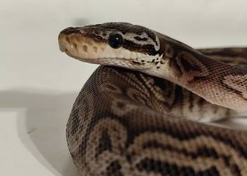 Samiczka pyton królewski