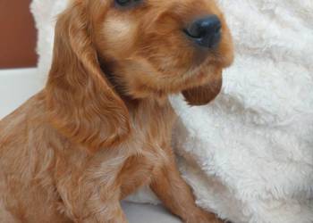 Cocker spaniel angielski piesek złoty