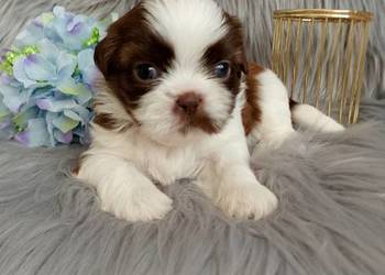 Piekny piesek rasy Shih-Tzu