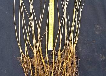 Morwa czarna i morwa biała 100cm- 1zł/szt ok. 50cm- 50gr/szt