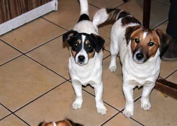 Szczenięta JACK R Terrier piesek, suczka