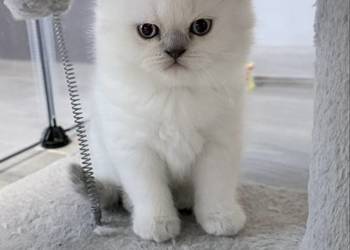 Kot brytyjski blue point