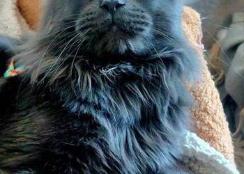 Reproduktor Maine Coon Reproduktor rasy Maine Coon Willy z Super Pochodzeni