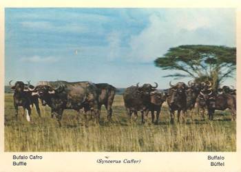 widokówka czysta widokówka czysta