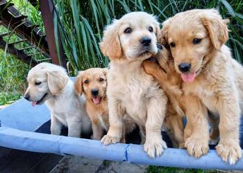 Golden retriever suczka