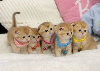 Kotek szkocki złoty. Scottish fold. Do rezerwacji