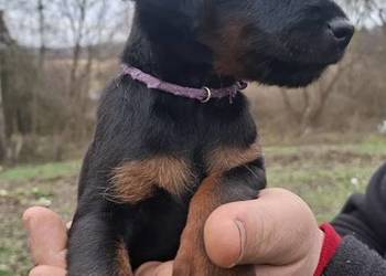 Terier Niemiecki Suczka