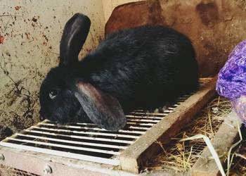 Sprzedam szczepione samice 609582215