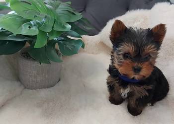 Piekne sunie yorkshire terrier