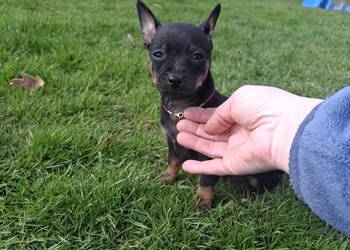 Sunia pinczer miniatury