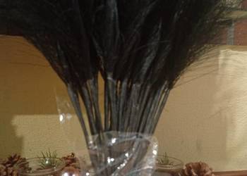 Czarna trawa pampasowa 40 sztuk