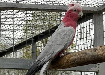 Papuga kakadu różowa