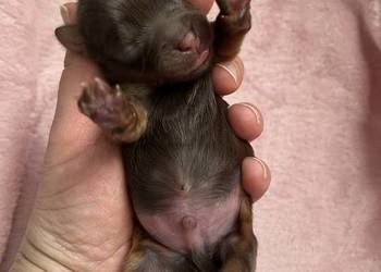 yorkshire terrier - DO REZERWACJI